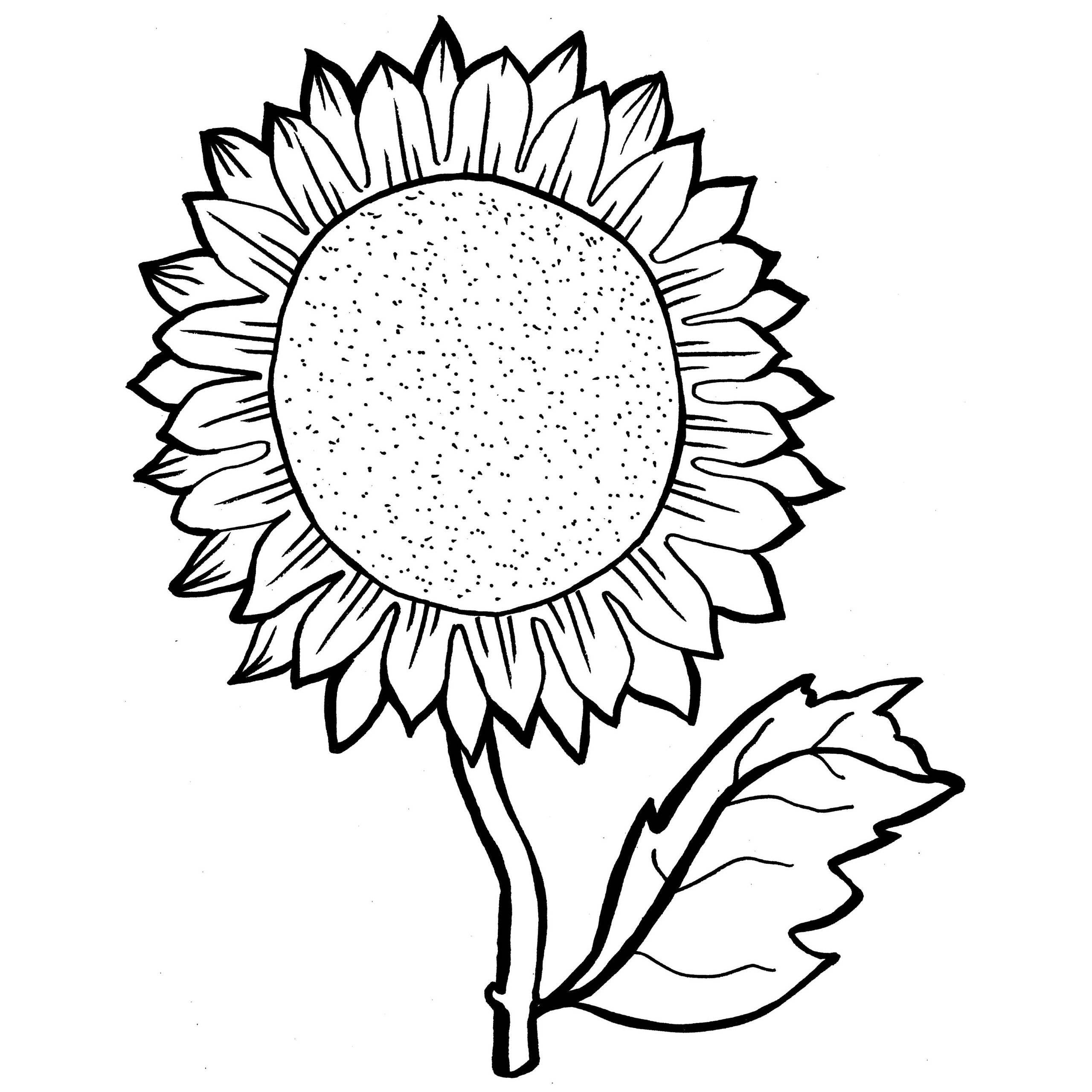 2560x2560 Sunflower Drawing Images Free