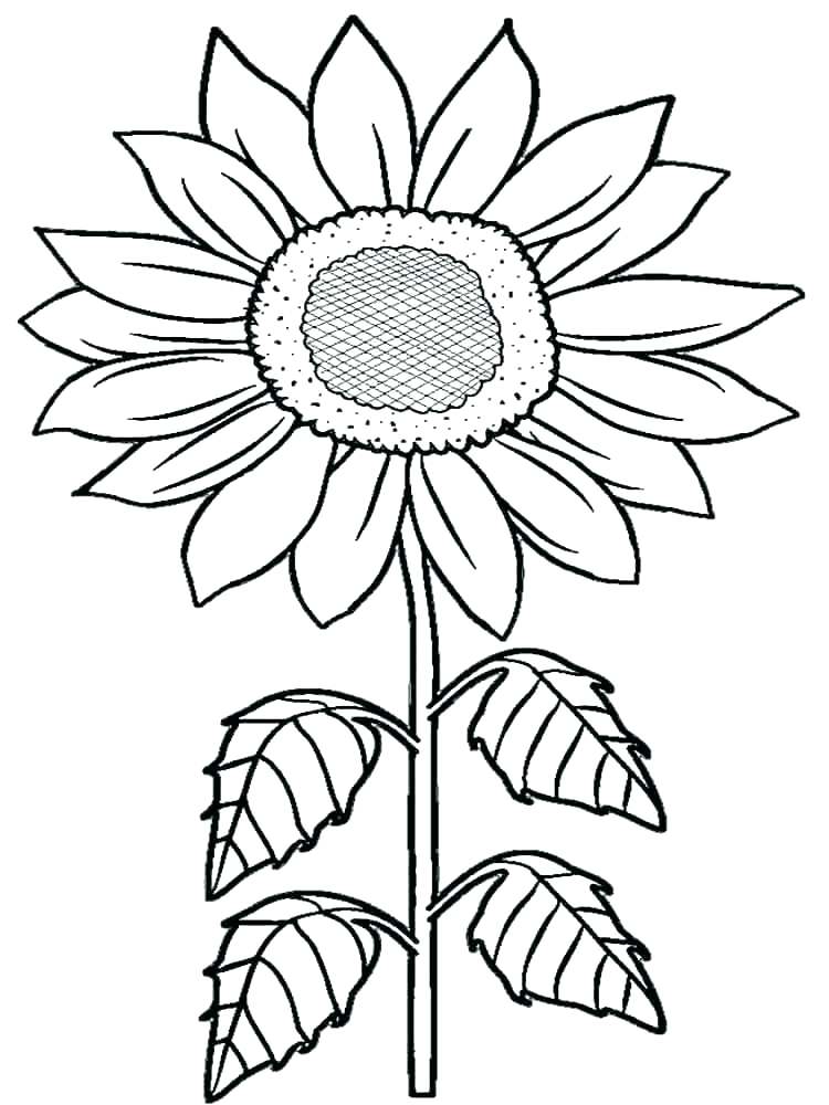 750x1000 Sunflower Pictures To Color Magnificent Sunflower Coloring