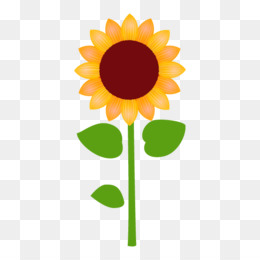 260x260 Common Sunflower Clip Art Vector Graphics Drawing Royalty Free