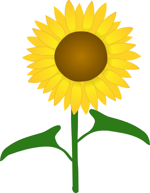 500x642 Drawing Medium Sunflower Transparent Png Clipart Free Download