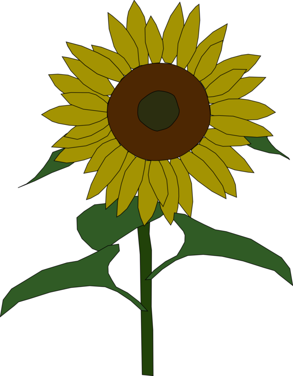 584x750 Common Sunflower Drawing Daisy Family Sunflower Seed Cc0
