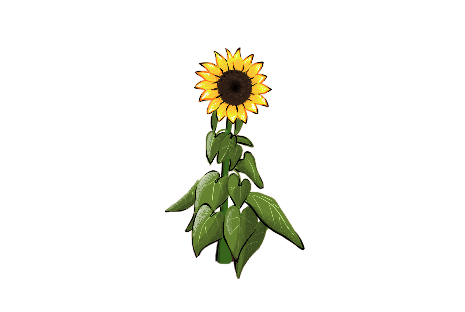 1526x1024 Drawing Sunflowers Stem Transparent Png Clipart Free Download