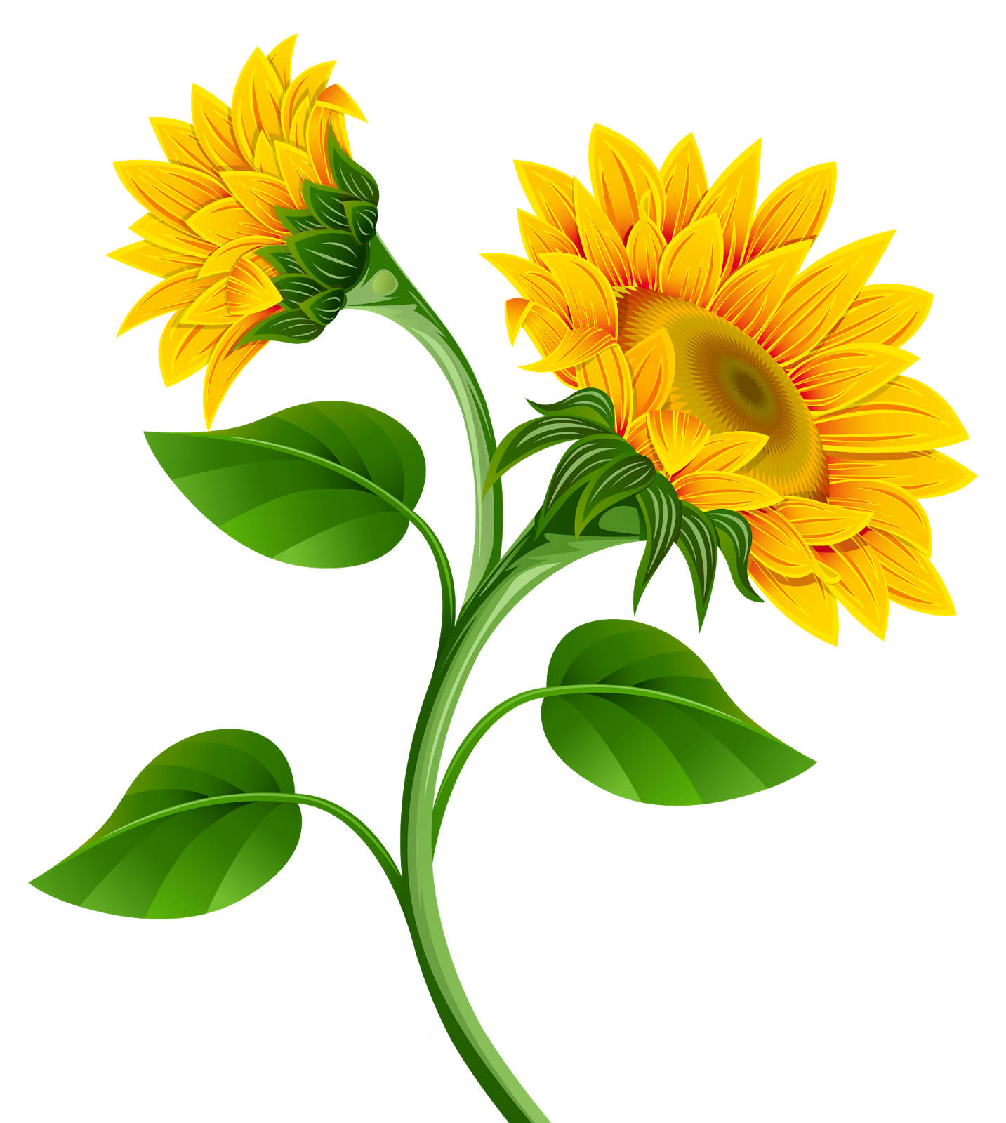 1433x1600 Side Drawing Sunflower Transparent Png Clipart Free Download
