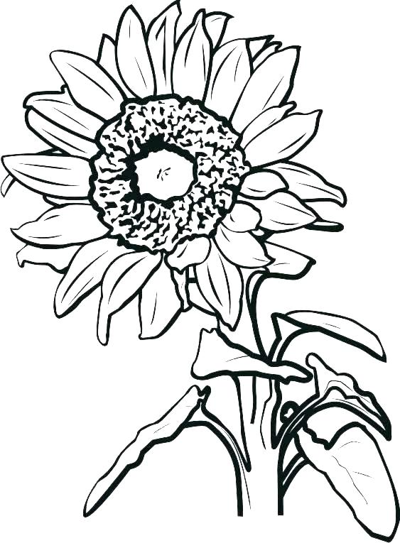 563x765 sunflower drawing template to cut out fancy architectural digest