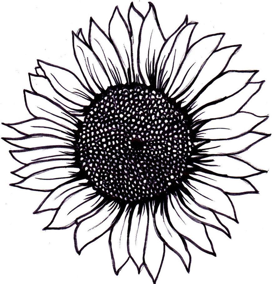 Sunflower Drawing Simple