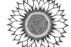 236x157 Sunflower Drawing Steps Images Aesthetic And Colour Simple