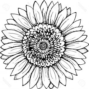 300x300 Photostock Vector Vector Doodle Sunflower Illustration Simple Hand