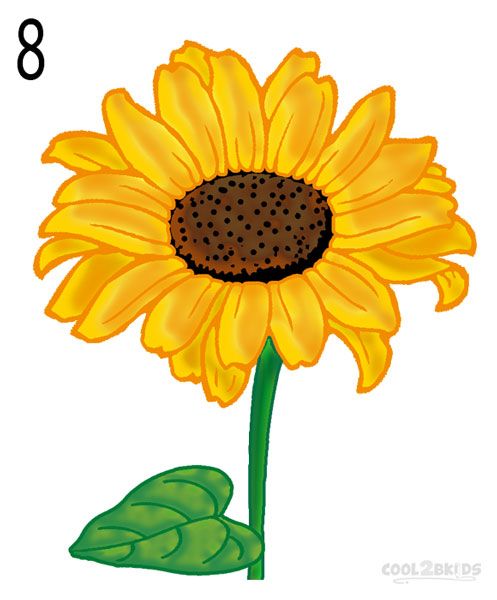 497x600 How To Draw A Sunflower Step Crafty Crafts In Sunflower