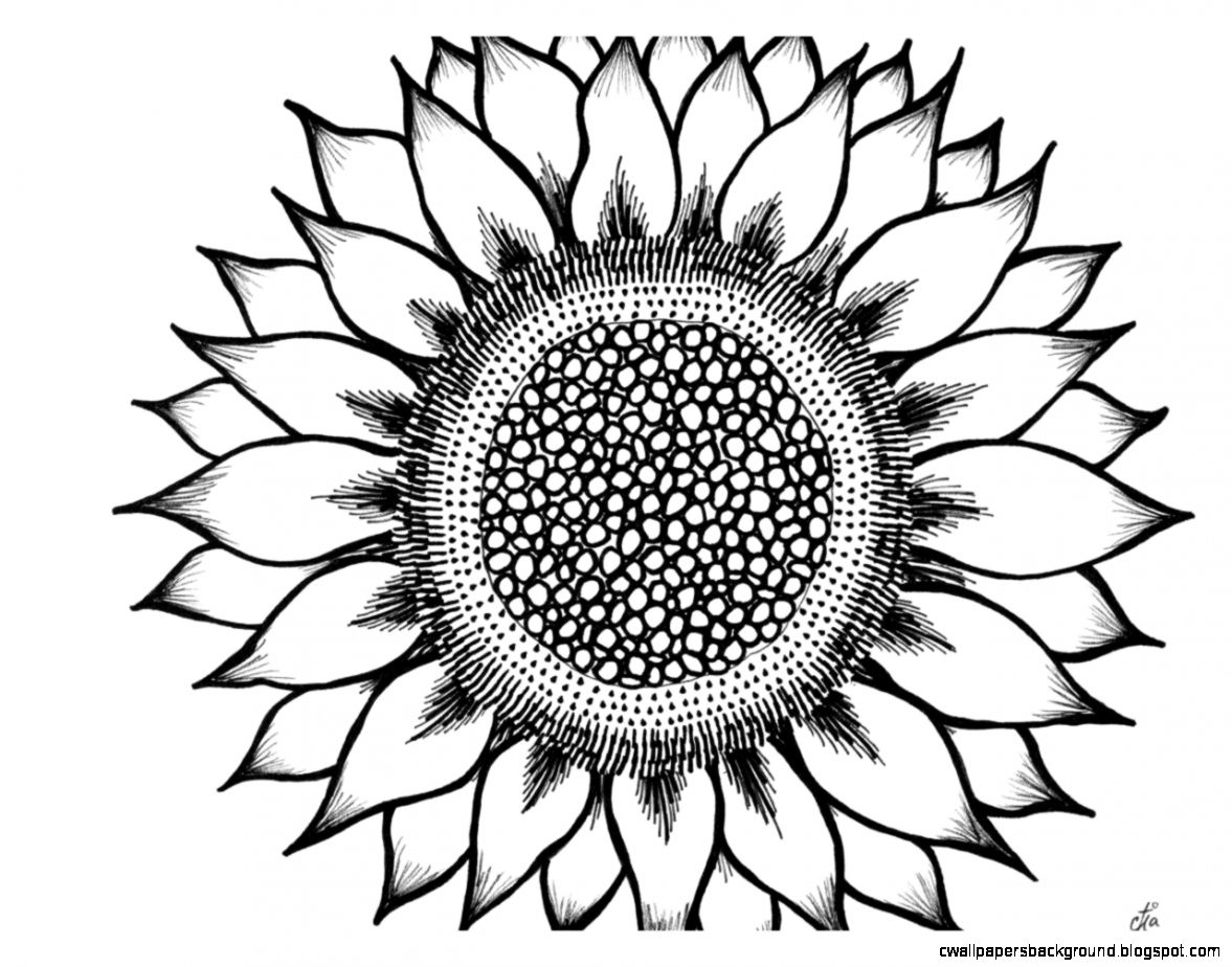 1177x924 Sunflower Drawing Simple Simple Sunflower Drawing Wallpapers