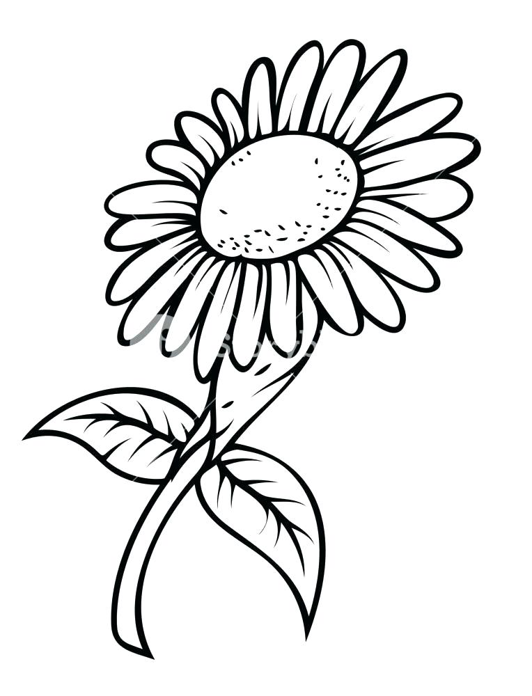 764x1000 sunflower pictures to draw sunflower drawing crown sunflower