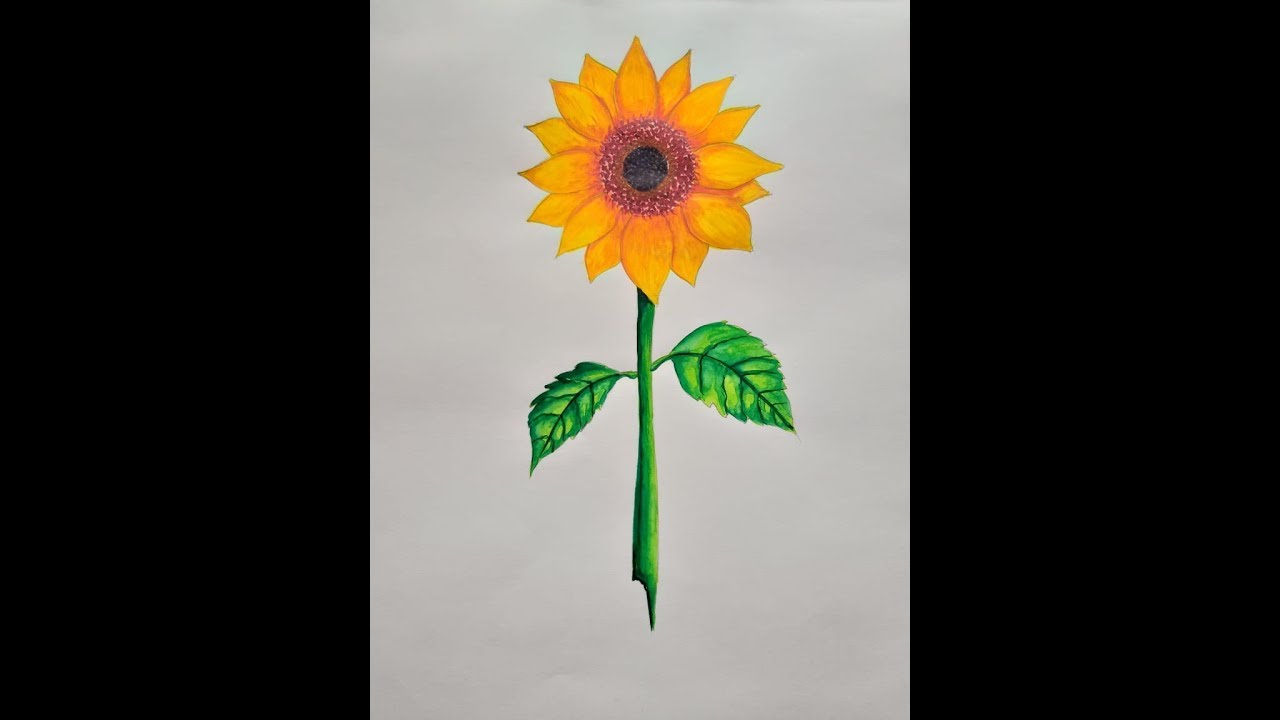 1280x720 Sunflower Drawing How To Draw Sunflower Step