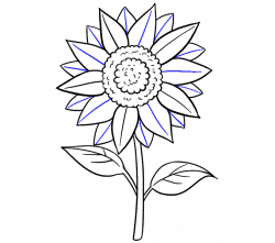 250x221 Drawing Sunflowers Easy, Picture