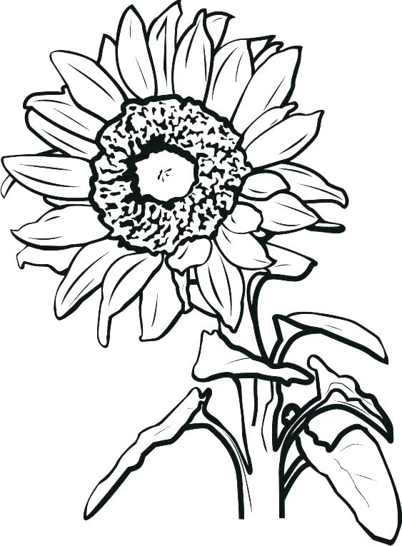 563x765 sunflower coloring sunflower coloring sheets sunflower coloring