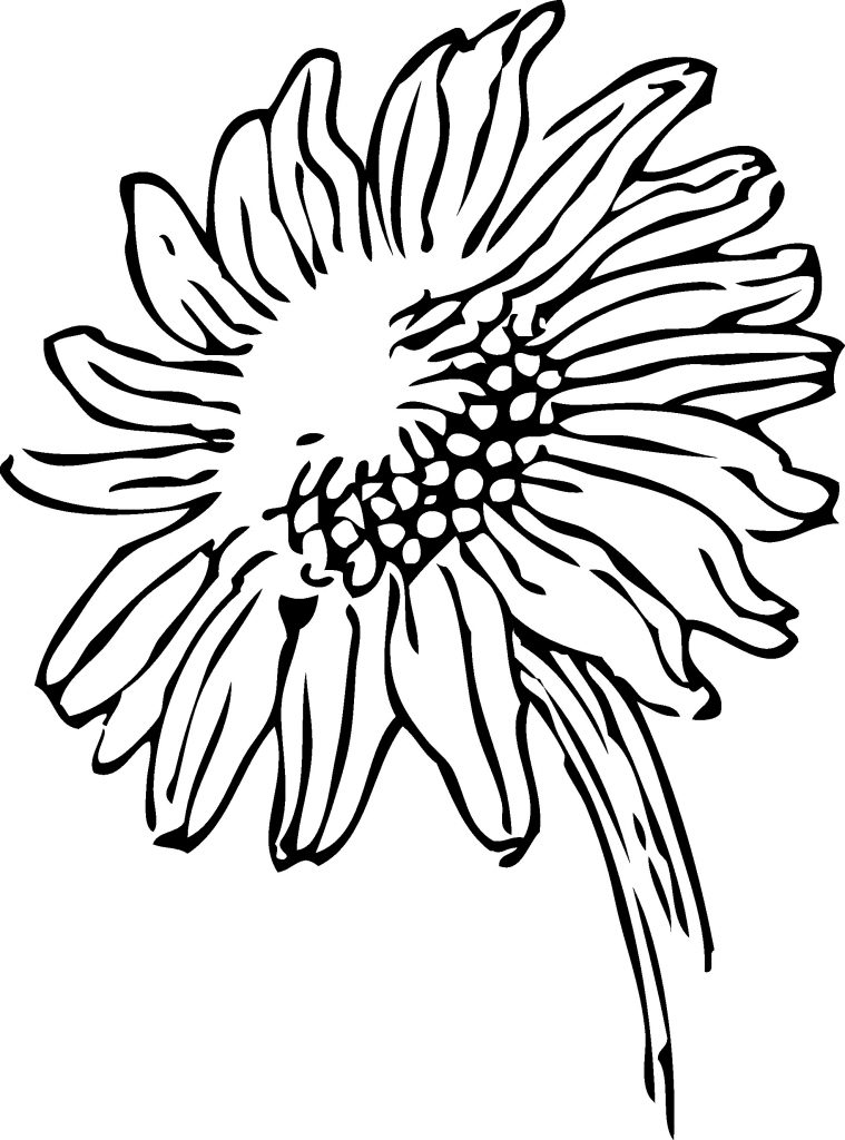 759x1024 sunflower drawings new simple sunflower drawing sunflower is part