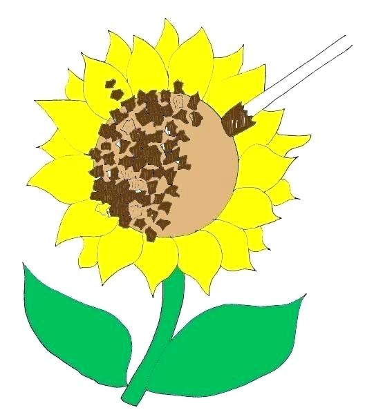 528x594 Sunflowers Sunflower Colouring