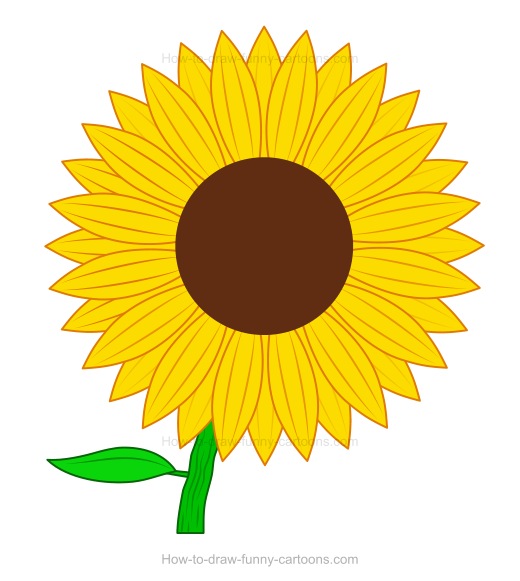 520x581 How To Draw A Sunflower