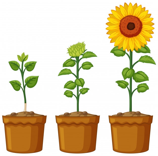 626x620 Sunflower Vectors, Photos And Free Download