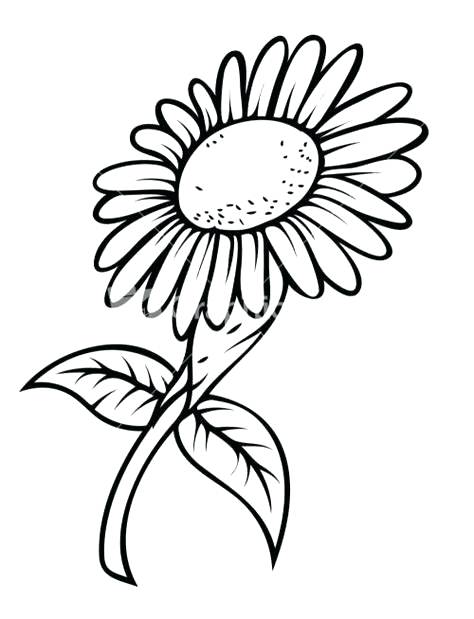 474x619 Sunflower Drawing Template Google Architectural Synonym Heejin