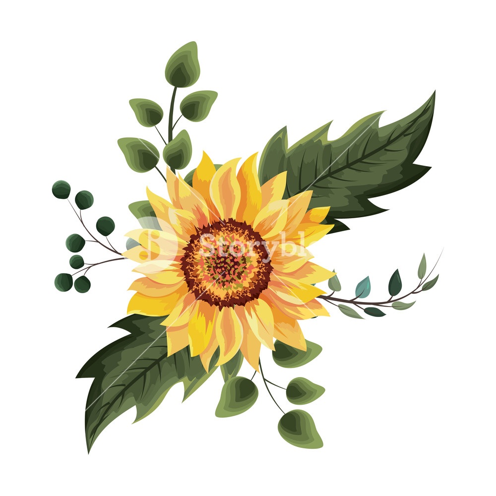 1000x1000 Beautiful Sunflower Drawing Isolated Vector Illustration Graphic