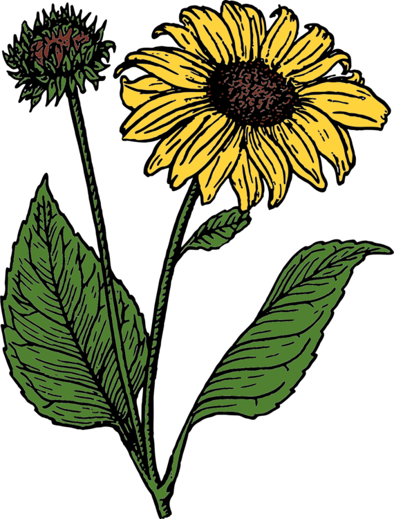 570x750 Common Sunflower Drawing Annual Plant Sunflower Seed Cc0