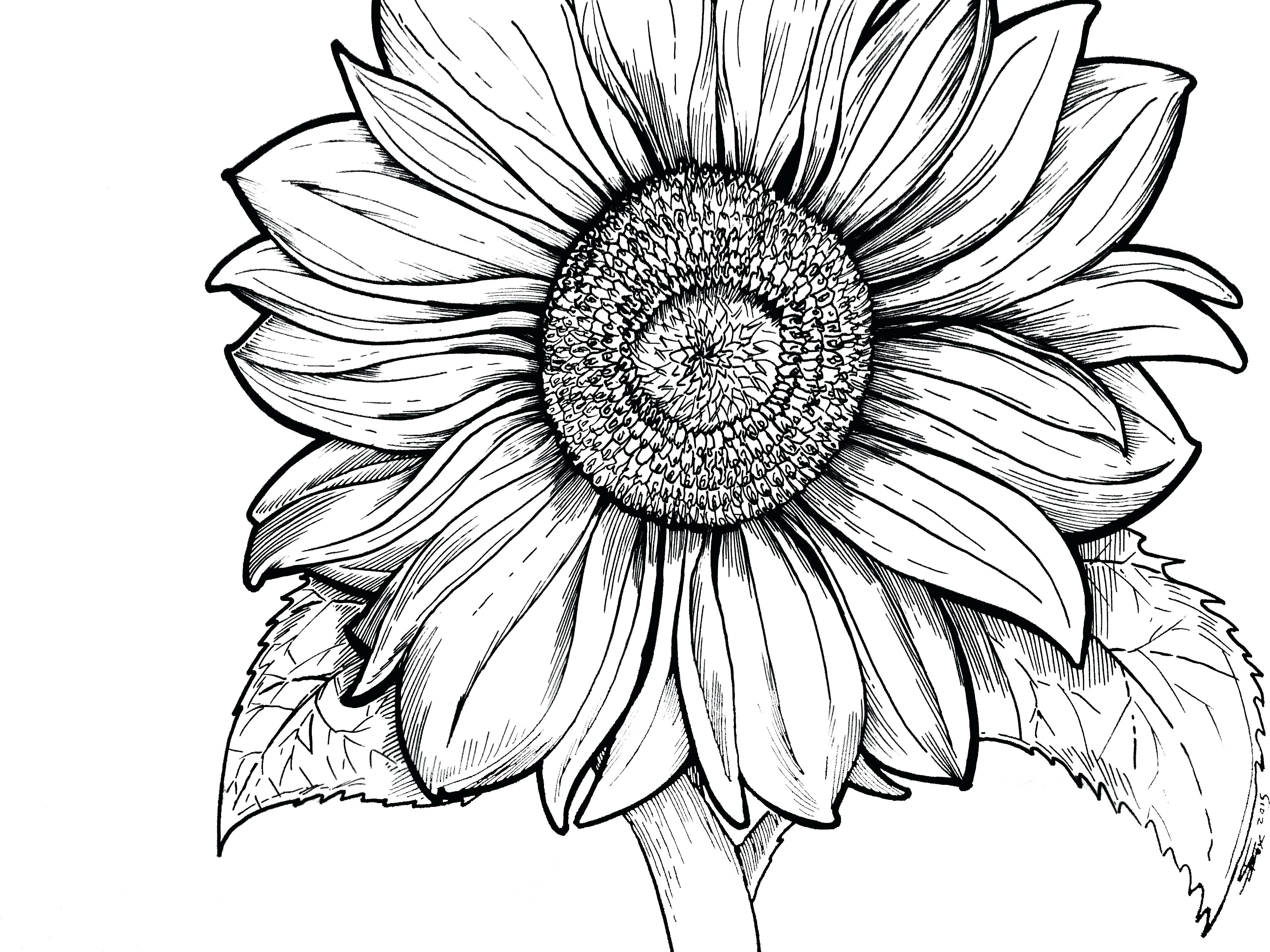 Sunflower Line Drawing Free Download On ClipArtMag