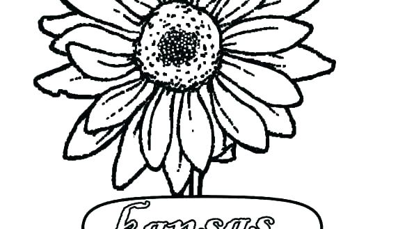 585x329 Plant Sunflower Seed