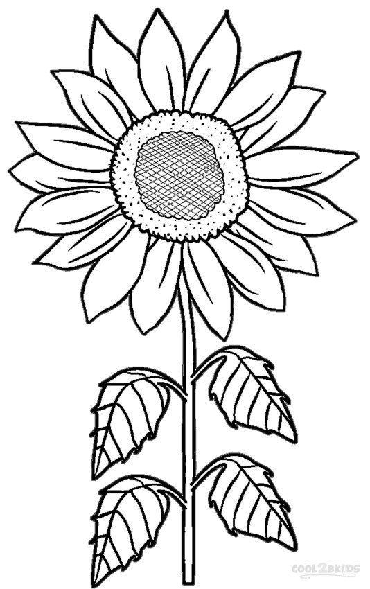 534x850 Simple Sunflower Coloring
