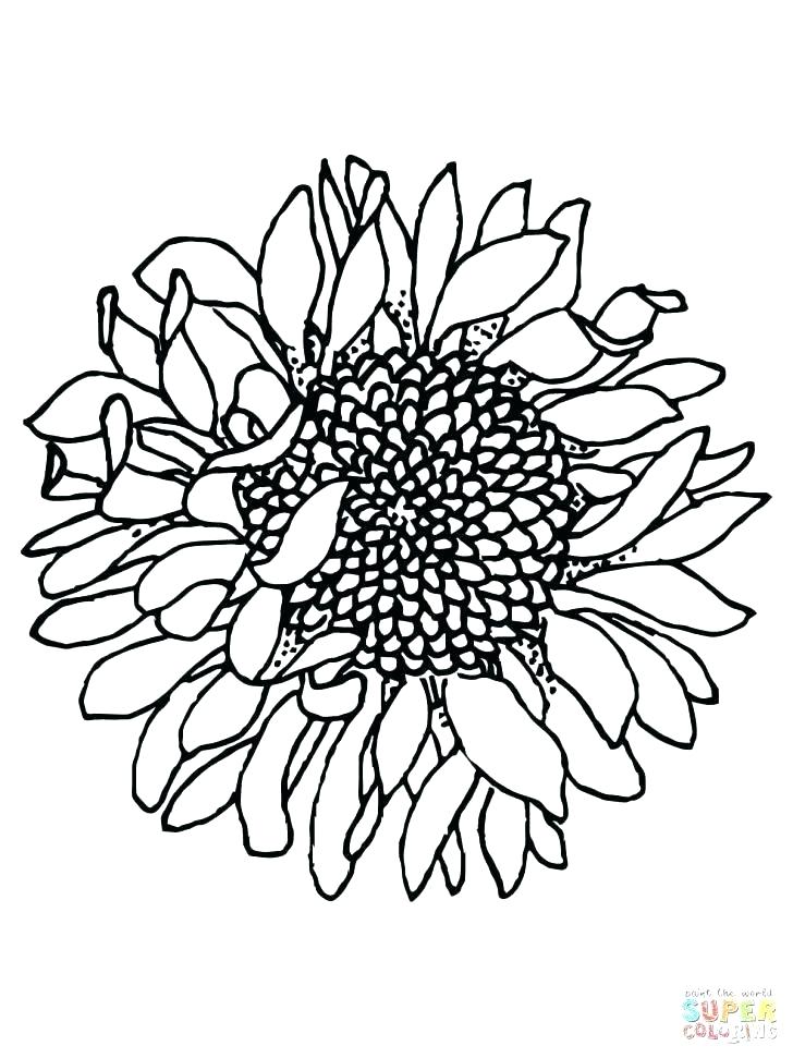 728x971 Sunflower Coloring Pages Sunflower Color