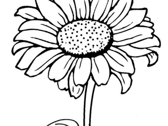 640x480 Sunflower Line Art
