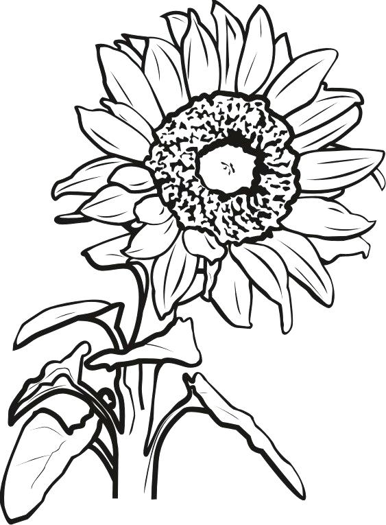 Sunflower Line Drawing Free download on ClipArtMag