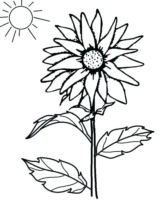 618x787 Coloring Sunflowers Here Comes The Sun Adult