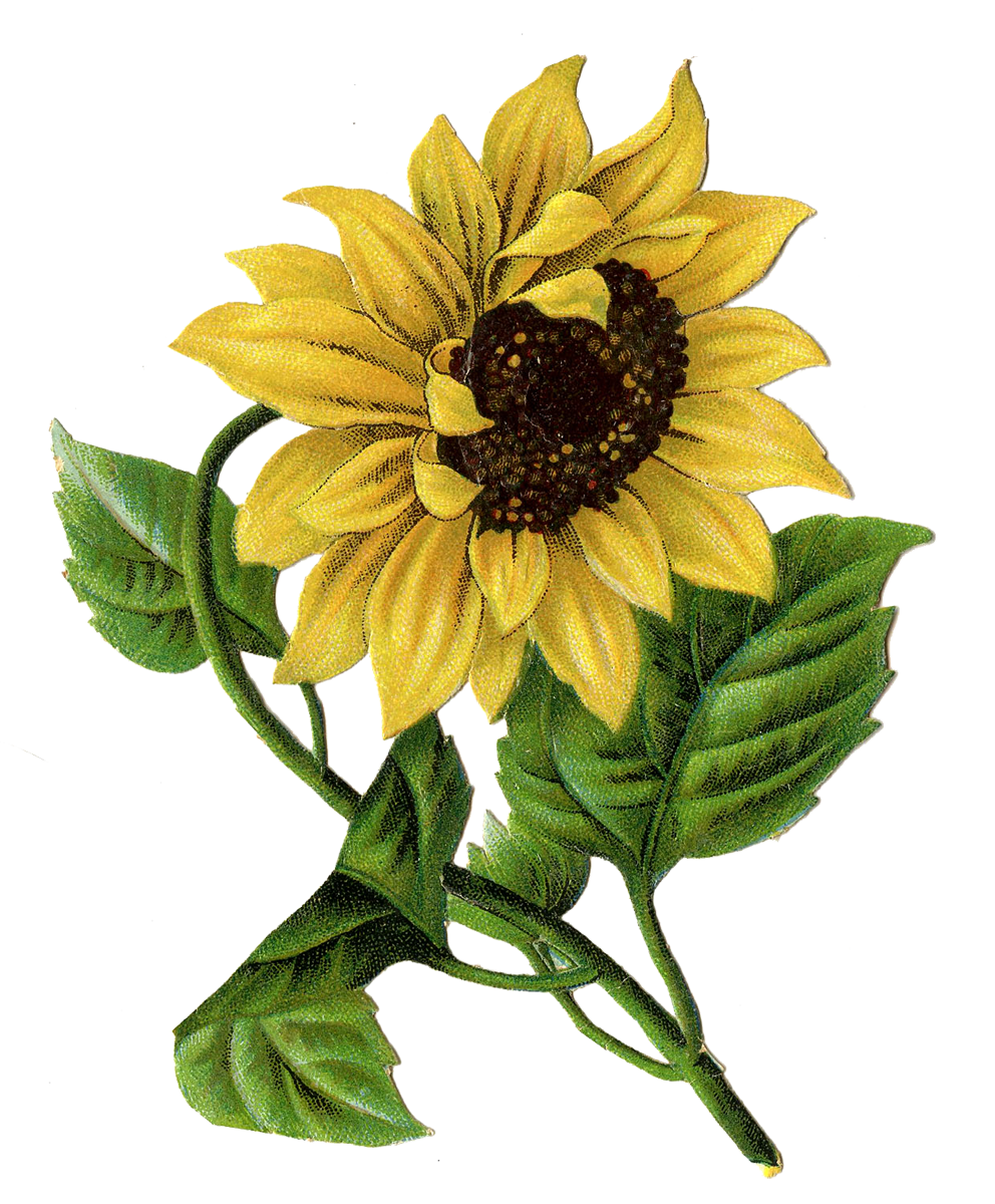 sunflower-pencil-drawing-free-download-on-clipartmag