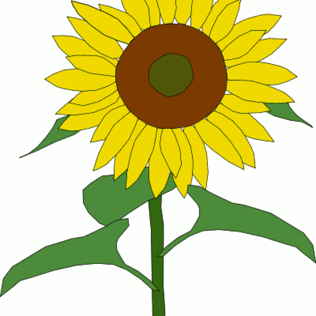 1024x1024 Sunflower Clipart Free Pencil Clipart House Clipart Online Download