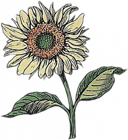 250x274 Flower Tattoo Drawing Pictures And Cliparts, Download Free