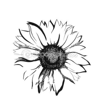 418x449 Sunflower Sketch Stock Image