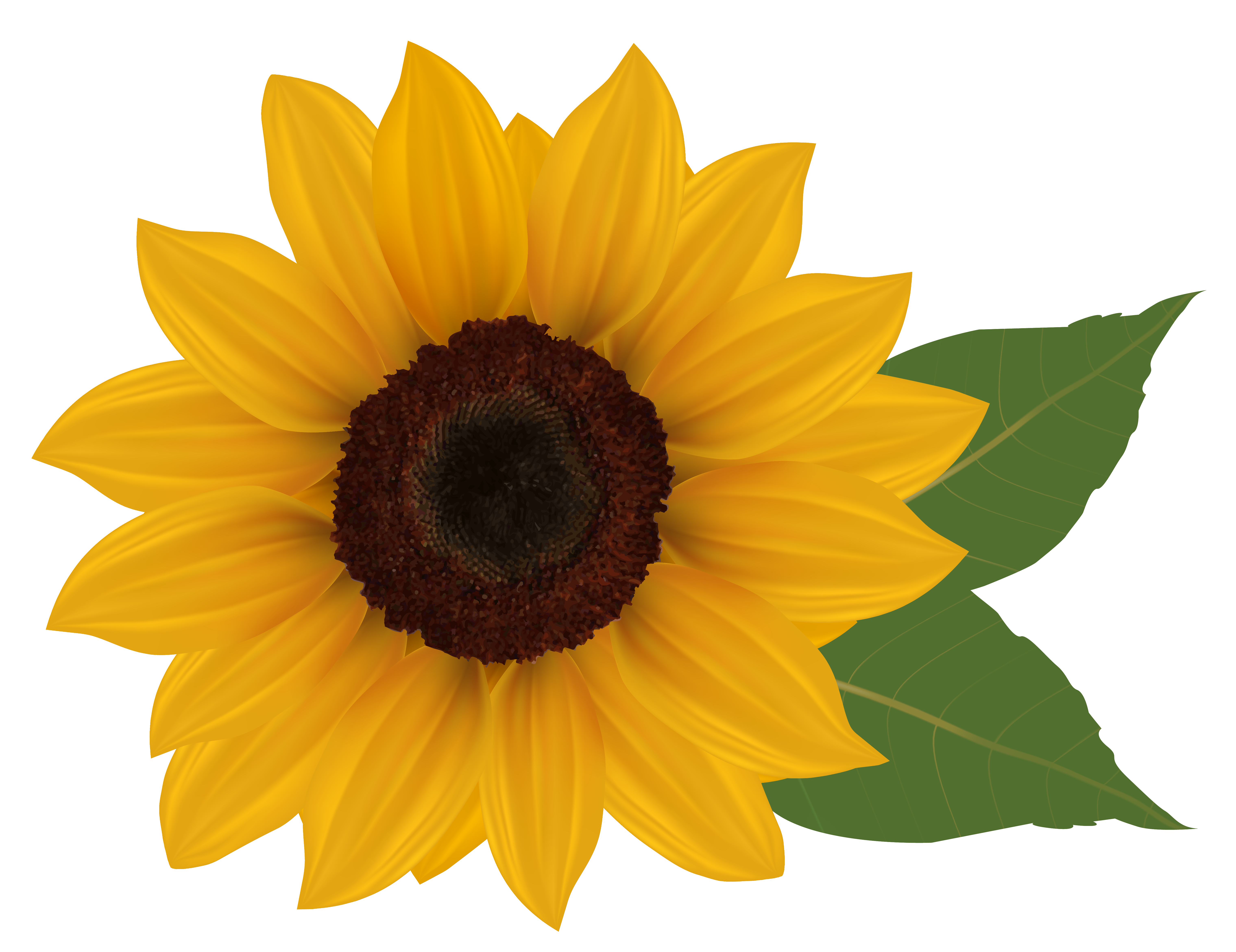 6078x4682 Drawing Mediums Sunflower Huge Freebie! Download For Powerpoint