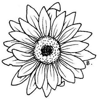 320x320 Zonnenbloem Gourd Art Flower Coloring Pages, Digital Stamps