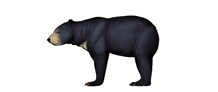 700x296 how to draw bears big, fluffy clumsy