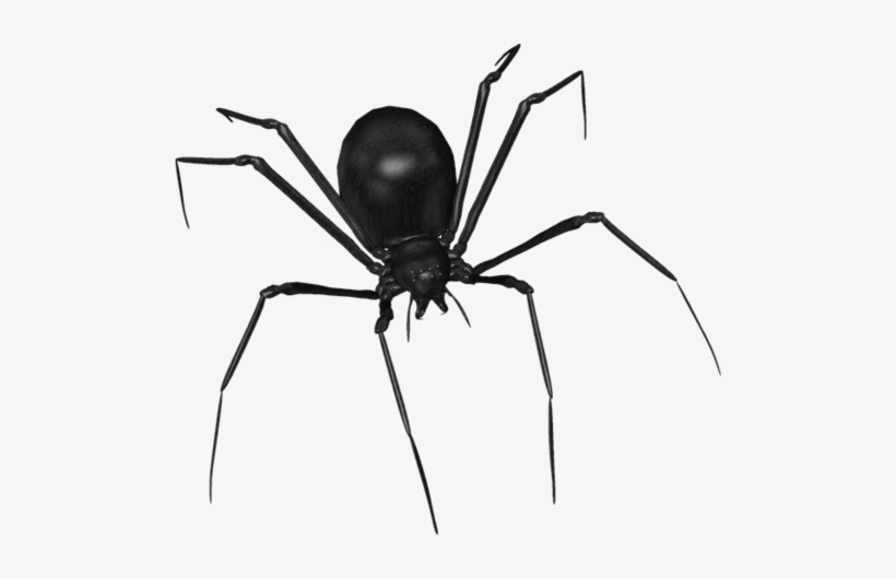 820x530 scary spider black widow over black surface drawing
