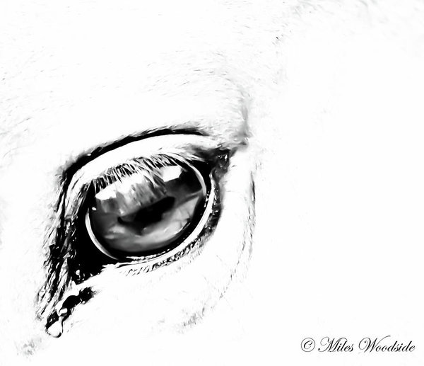 600x517 Surreal Eye Art