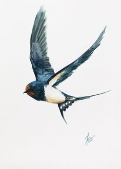 236x330 Best Swallows Images In Swallows, Birds, Swallow