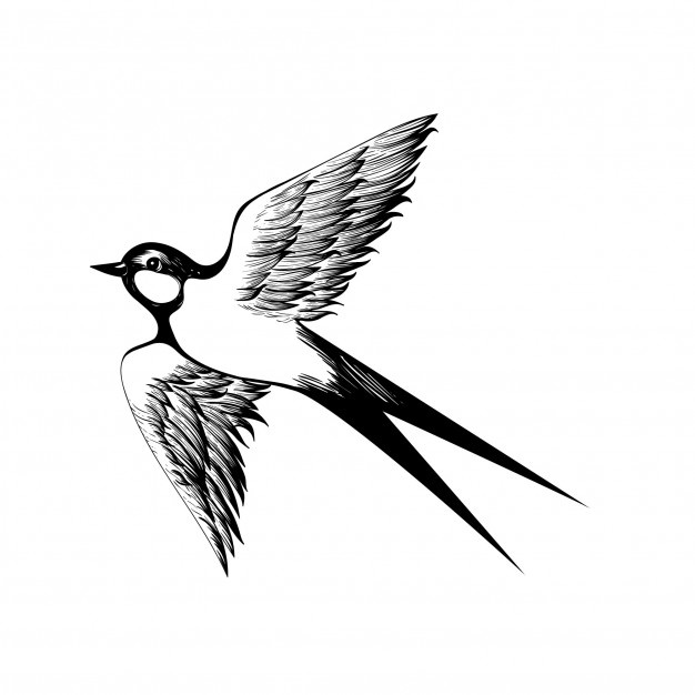 626x626 Swallow Vectors, Photos And Free Download