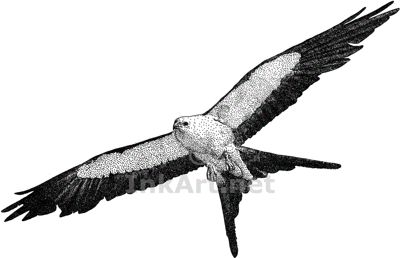 800x517 Wildlife Art Birds Of Prey
