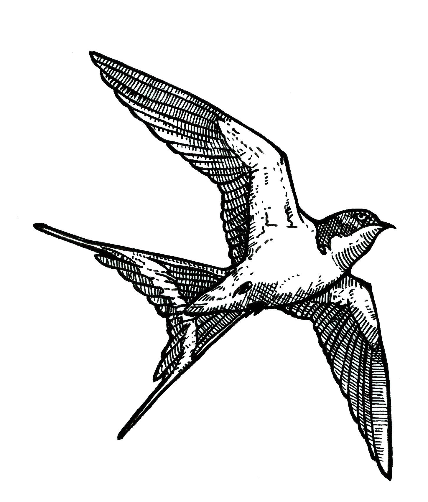 1452x1704 Swallow In Flight Art Print High Quality Satin Etsy