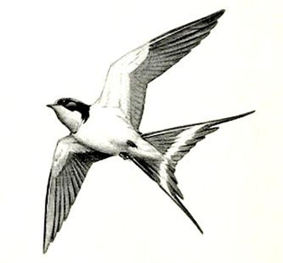 570x529 Swallow Temporary Tattoo Etsy