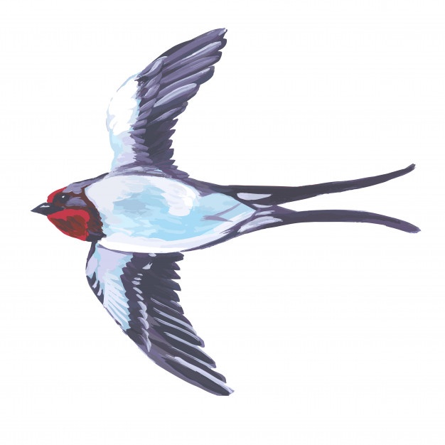 626x626 Swallow Vectors, Photos And Free Download