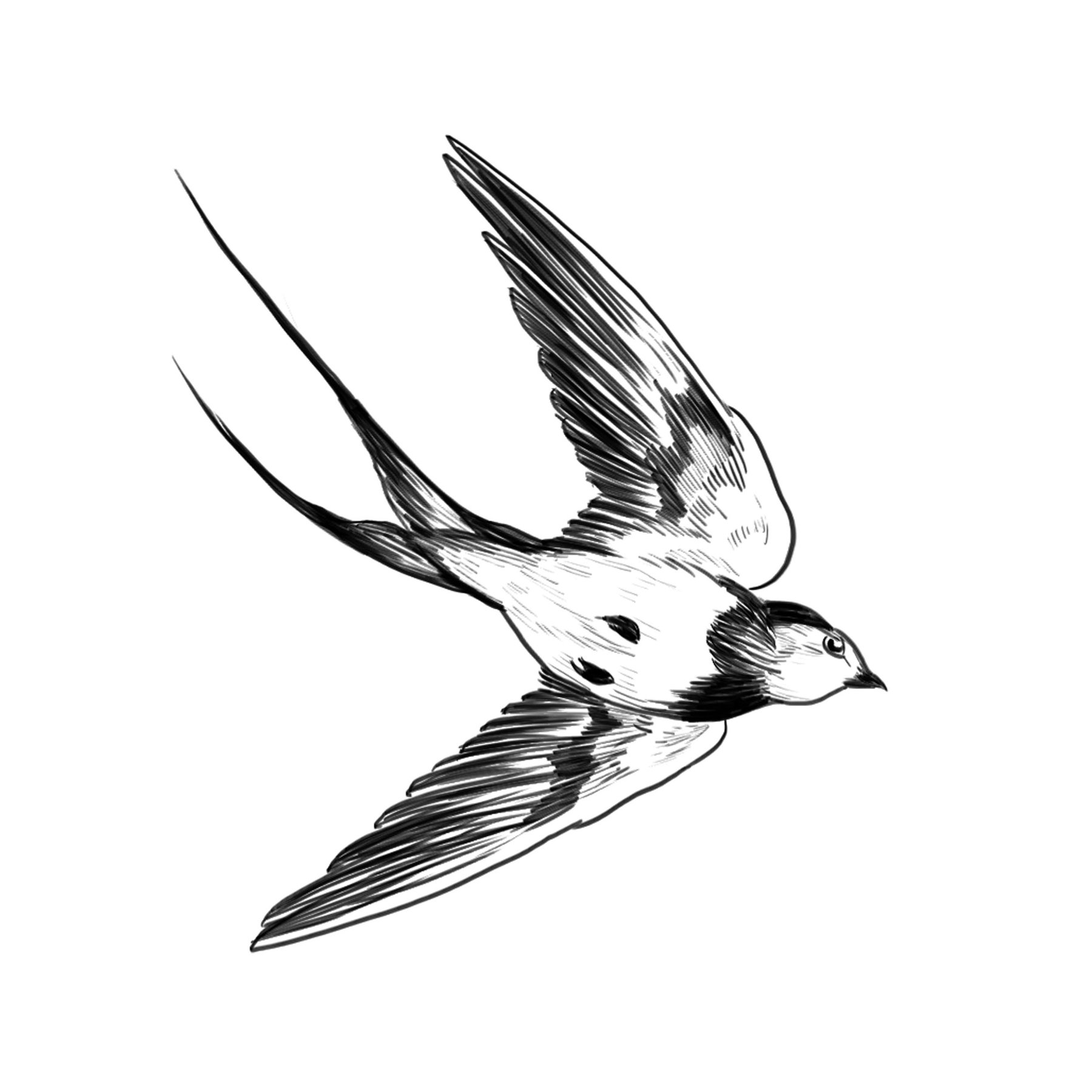 Swallow Drawing | Free download on ClipArtMag