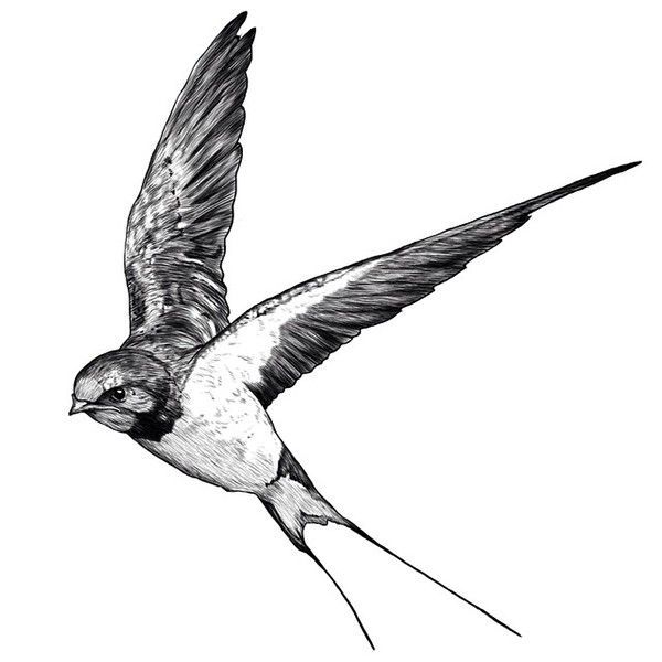 600x600 Swallow Bird Sketch