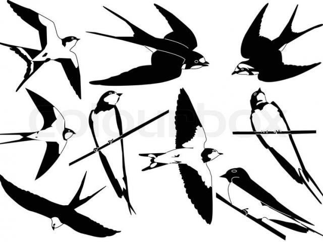 640x480 Drawn Swallow Outline