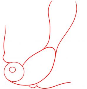 296x302 How To Draw A Swallow, Step